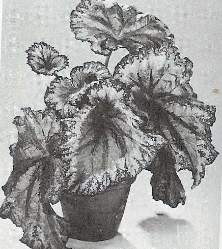 B. ‘Red River’